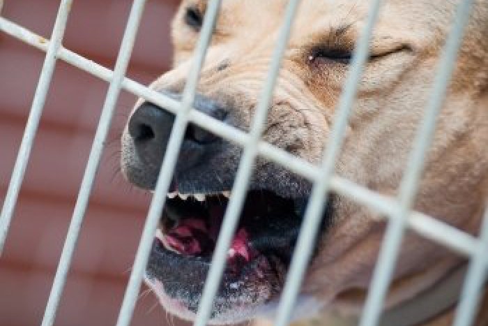 Ilustračný obrázok k článku Streľba na rozzúreného psa: Zaútočil na ľudí a aj na privolaných policajtov!