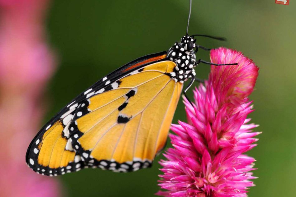 Ilustračný obrázok k článku Motýle v hlohoveckm múzeu pripomenú leto: Vystavujú viac ako tri stovky druhov
