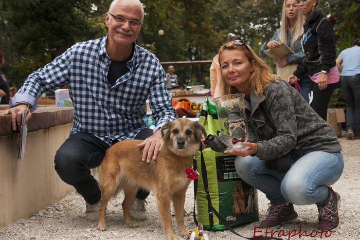 Ilustračný obrázok k článku Zoznámte sa so psíkom, ktorý získal titul Fraštacký sympaťák: Jeho príbeh vás dojme