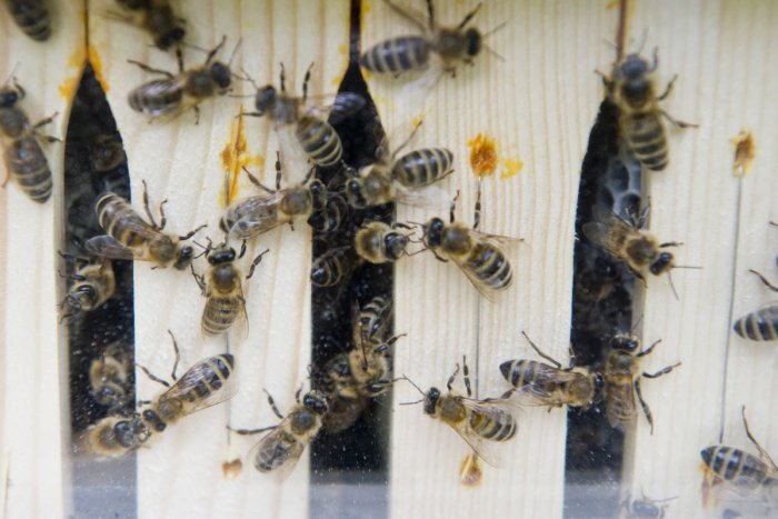 Ilustračný obrázok k článku Chovatelia včiel pozor: V okolí Hlohovca zúri nebezpečná nákaza